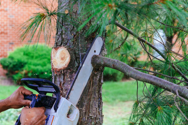 Best Tree Trimming and Pruning  in Meadowbrook, CA